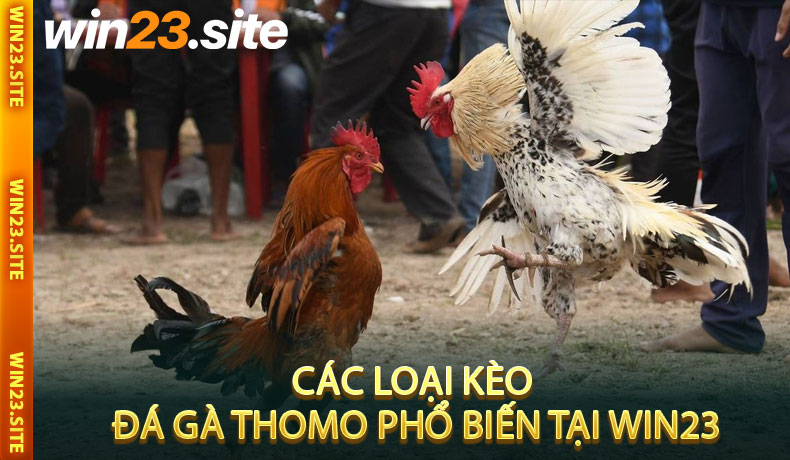 Các Loại Kèo Đá Gà Thomo Phổ Biến Tại Win23