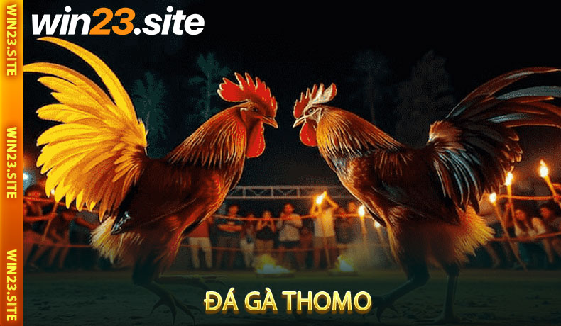 Đá Gà Thomo